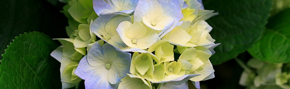 こしがやネイチャーゲームの会 カバー