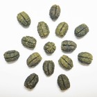 Mobile Nature Lab わくわくのたね プロフィール