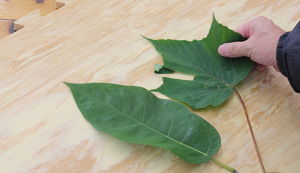 糞土師と開く異世界への扉～子どもに伝える身近な自然 ... アイキャッチ