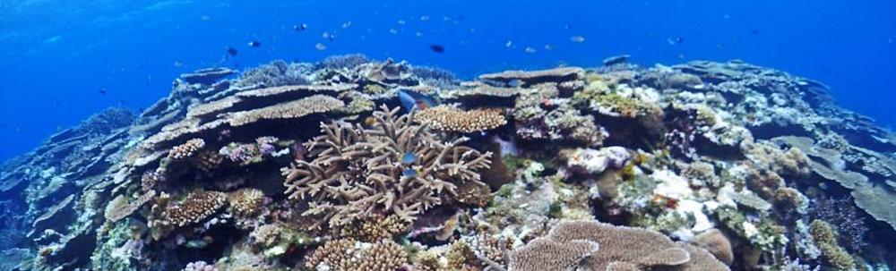 潜水本舗　海族 カバー