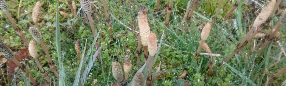 CCB Clean up's カバー