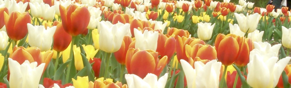 YASAKA-SCOUT カバー