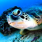 NPO法人海の森・山の森事務局 プロフィール