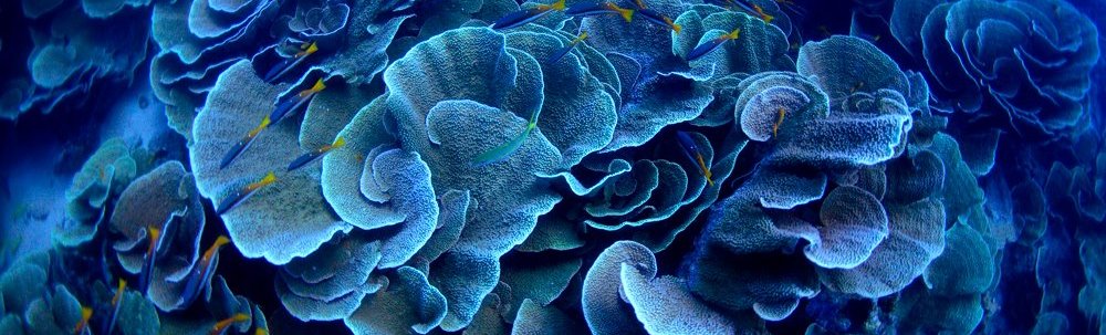 NPO法人海の森・山の森事務局 カバー