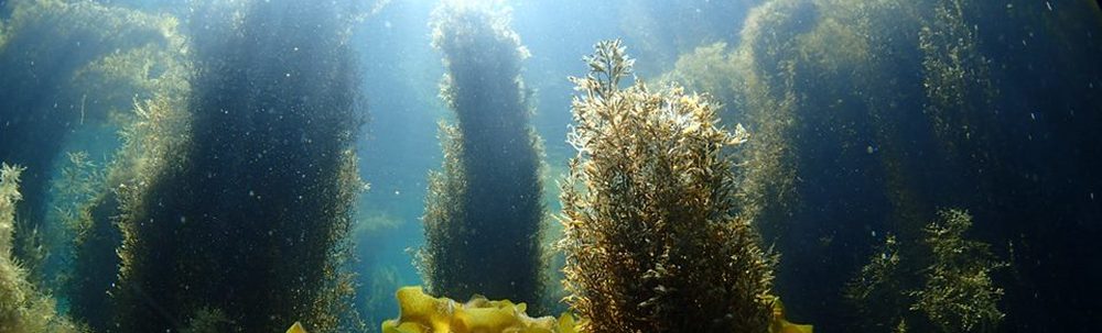 ダイビングサービス　フリーウェイ カバー