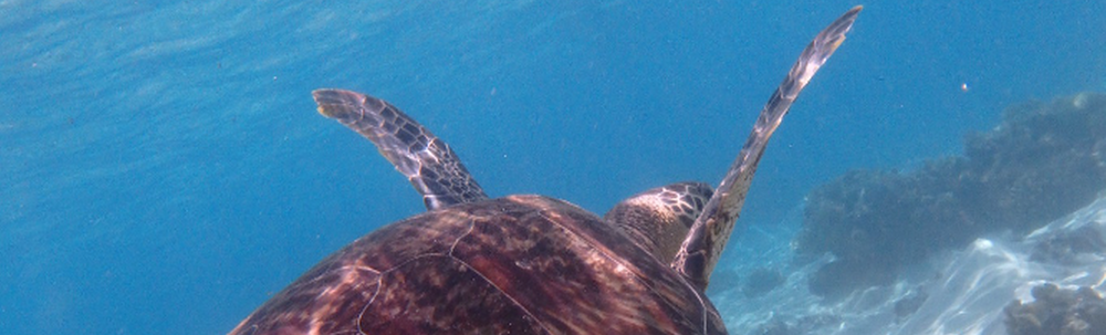 BEACH HOUSE OKINAWA カバー