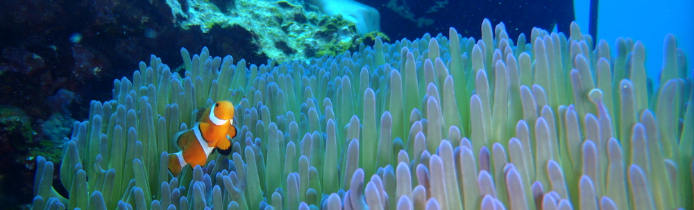 トムソーヤマリンショップ カバー