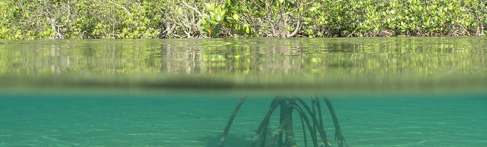 ホットマングローブ カバー