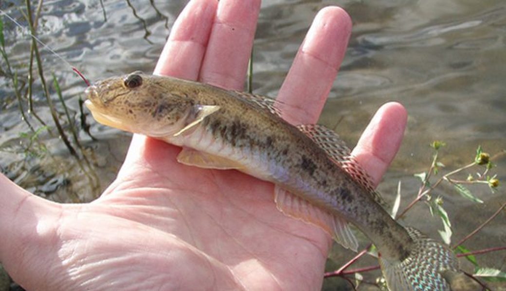 ９０．深川海さくら（ハゼ釣り大会） アイキャッチ