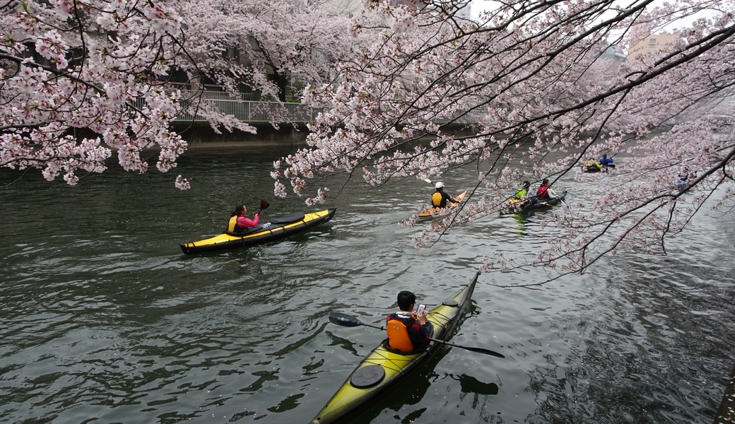 １０９．深川海さくら アイキャッチ