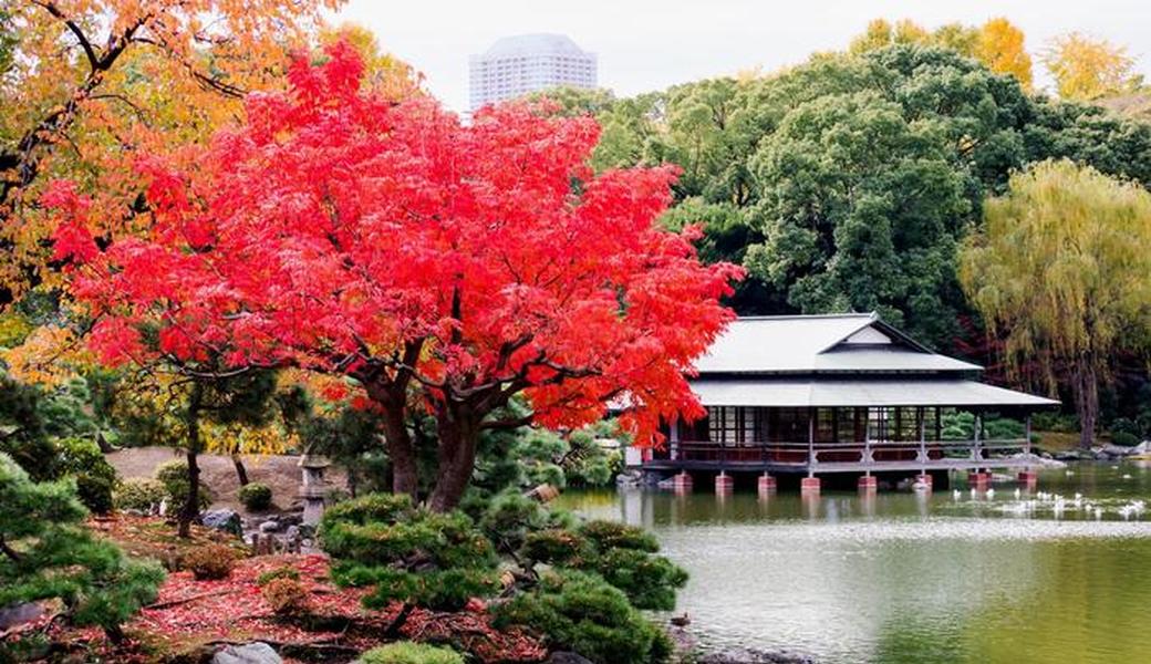 ９１．深川海さくら レポート