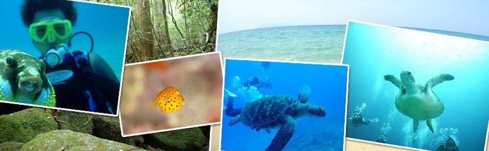 エバーブルー屋久島 カバー