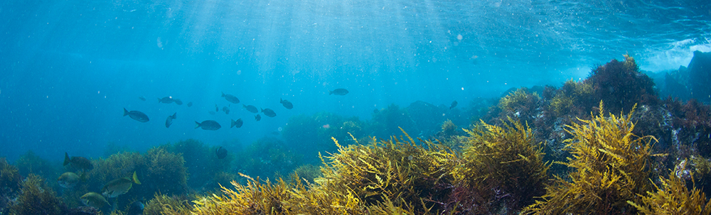 ダイビングショップ　SeaBowl(シーボウル) カバー