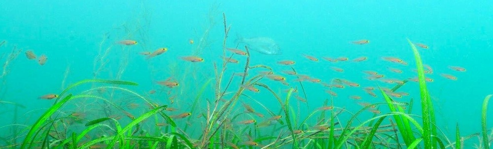 葉山アマモ協議会 カバー
