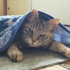 海へ山へ出かけませんか? プロフィール