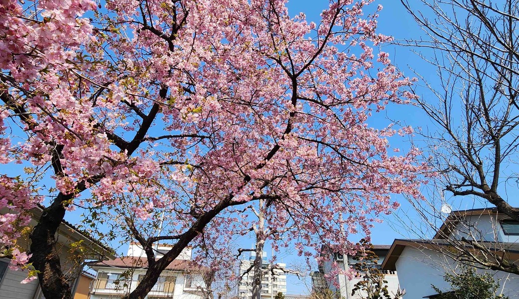 第60回 ３月 宇都宮海さくらごみ拾い【日中ごみ拾い３】 アイキャッチ