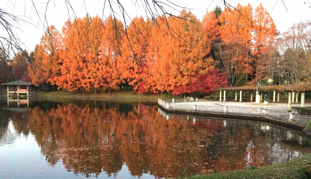 第28回 2019年11月宇都宮海さくらゴミ拾い レポート