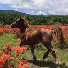 安比高原ふるさと倶楽部 プロフィール