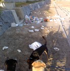 大口海岸を愛してる会 プロフィール