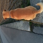 西目屋村キレイにし隊 プロフィール