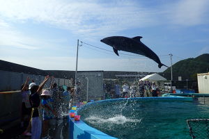 イルカ飼育員　お仕事体験！ アイキャッチ