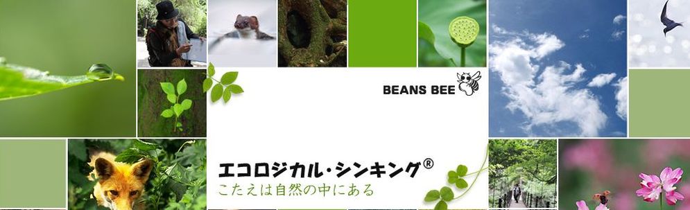 BEANS BEE カバー