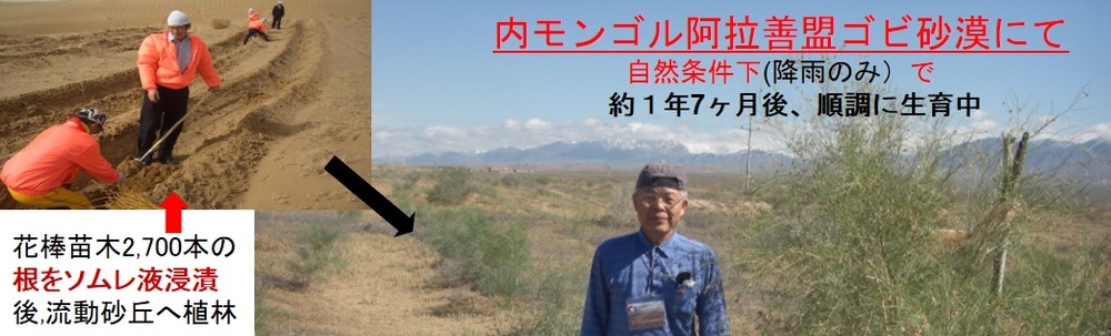 ソメイヤッコ研究所 カバー