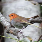 とりのなくぞう企画 プロフィール