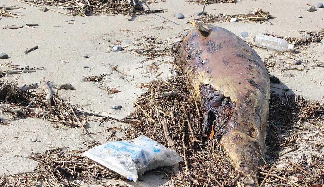 西の浜クリーンアップ活動 レポート