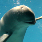 ダイドック冒険学校 プロフィール