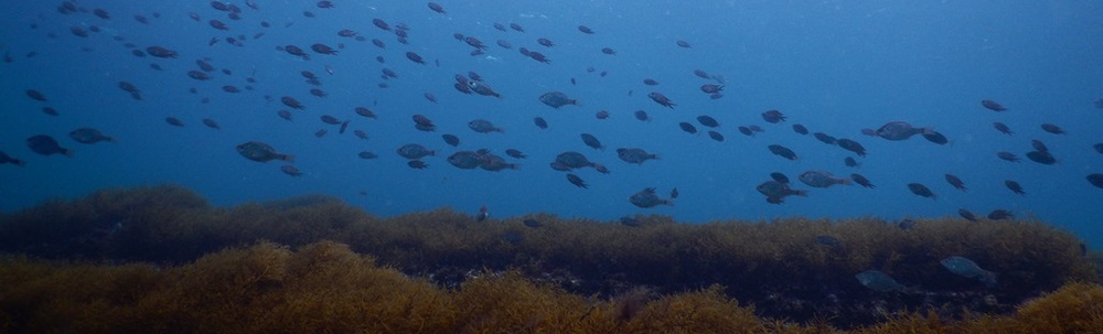 ドルフィン弘前 カバー