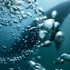 ドルフィン弘前 プロフィール