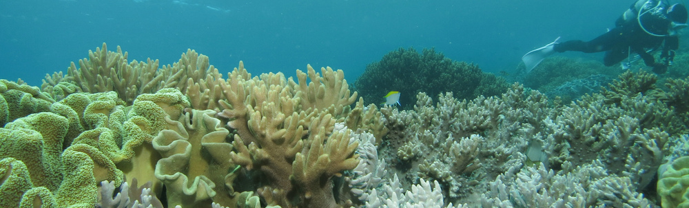 沖縄ダイビングサービス バナナリーフ カバー