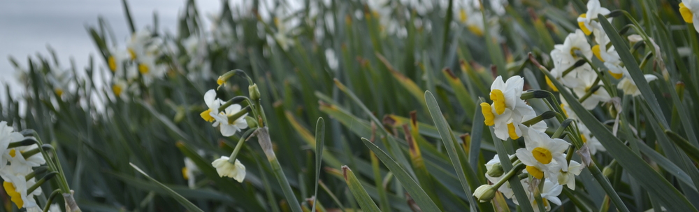 Project Beautiful Awaji カバー