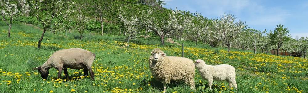 NPO法人北海道エコビレッジ推進プロジェクト カバー