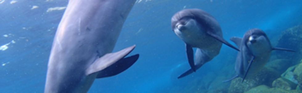 シーメイド カバー