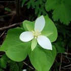 ちゃいらぼ プロフィール