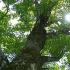 NPO法人石鎚森の学校 プロフィール