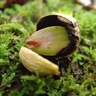 はぐくみ プロフィール