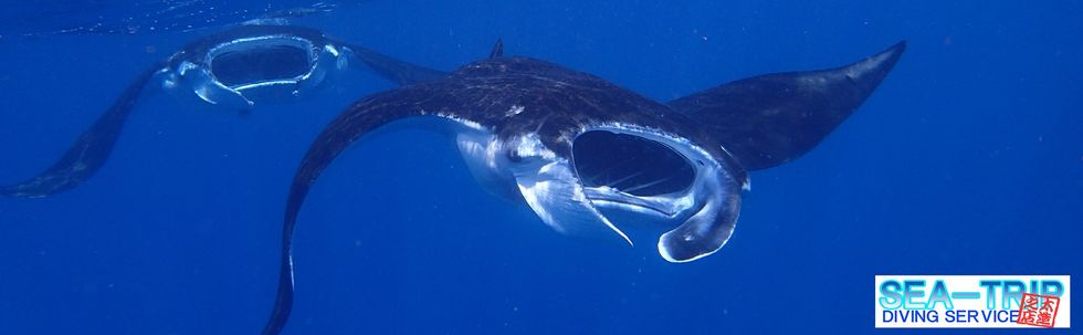 SEA-TRIP DIVING SERVICE 太造之店 カバー