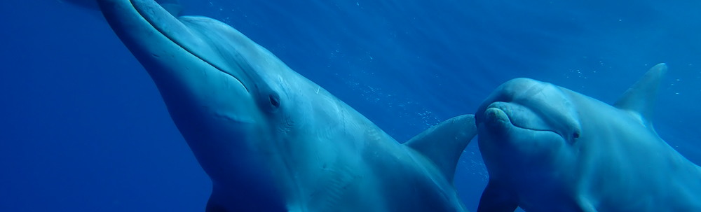 ピースドルフィン カバー