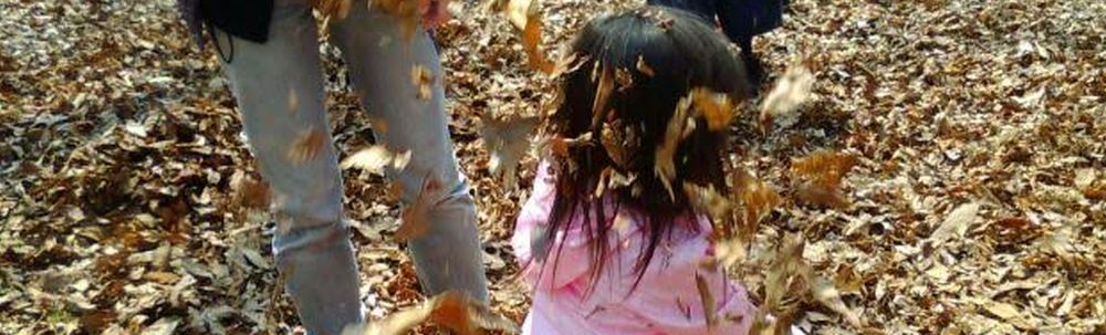 森と自然の楽校　きいわ カバー