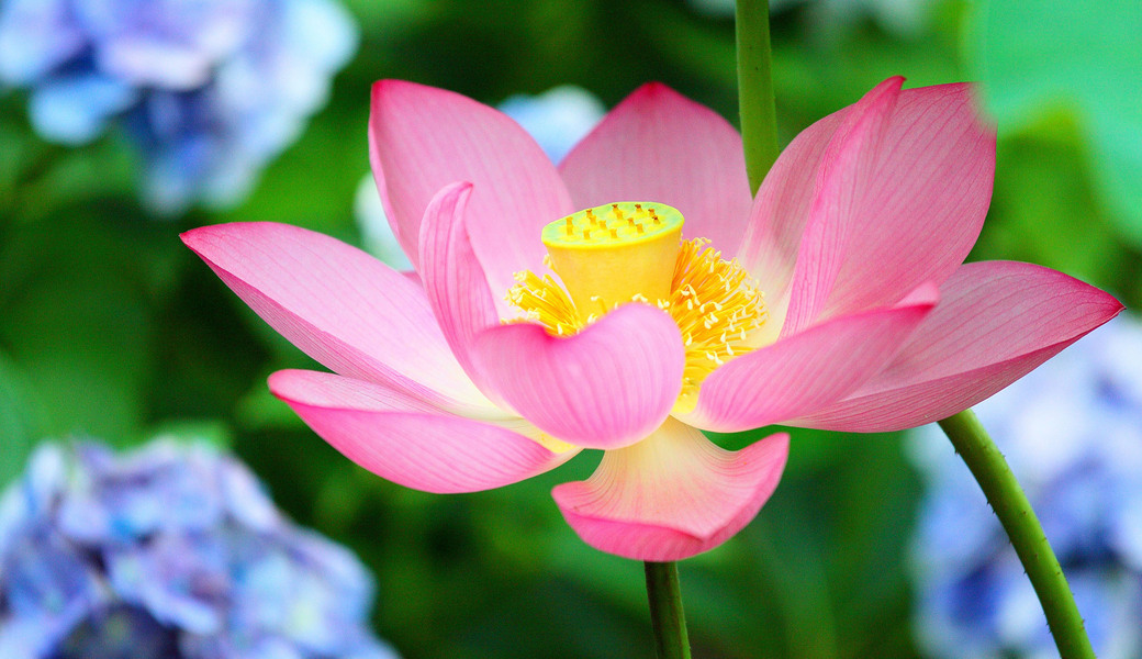 BLUE SANNTA 2025 ゴミを拾って新たな一歩！ 心も鎮めて大きな一歩！ アイキャッチ