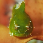 NAUI プロフィール