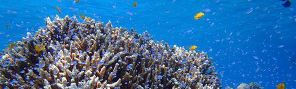 ダイビングハウス 海風 カバー