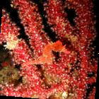 アリストダイバーズ賢島本店 プロフィール