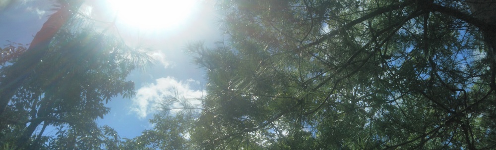 一般社団法人森のようちえんどろんこ園 カバー