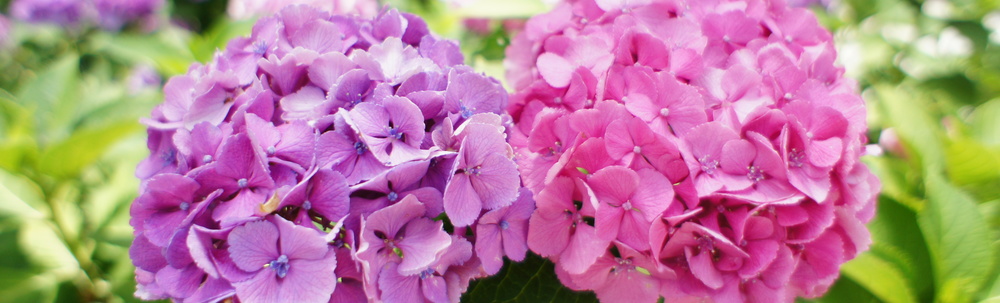 ヘルシーアカデミー カバー