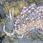 たのはたダイビングサービス プロフィール