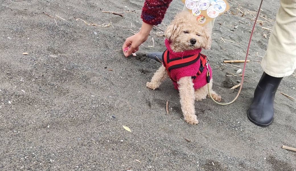 BEACH CLEAN for Beach Dogs アイキャッチ